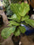 Black Rose Florist/Nursery LLC $60 Gift Card