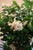 Gardenias