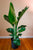 Strelitzia nicolai (White Bird of Paradise_