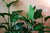 Strelitzia nicolai (White Bird of Paradise_