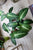 Alocasia / Colocasia Elephant Ear plants
