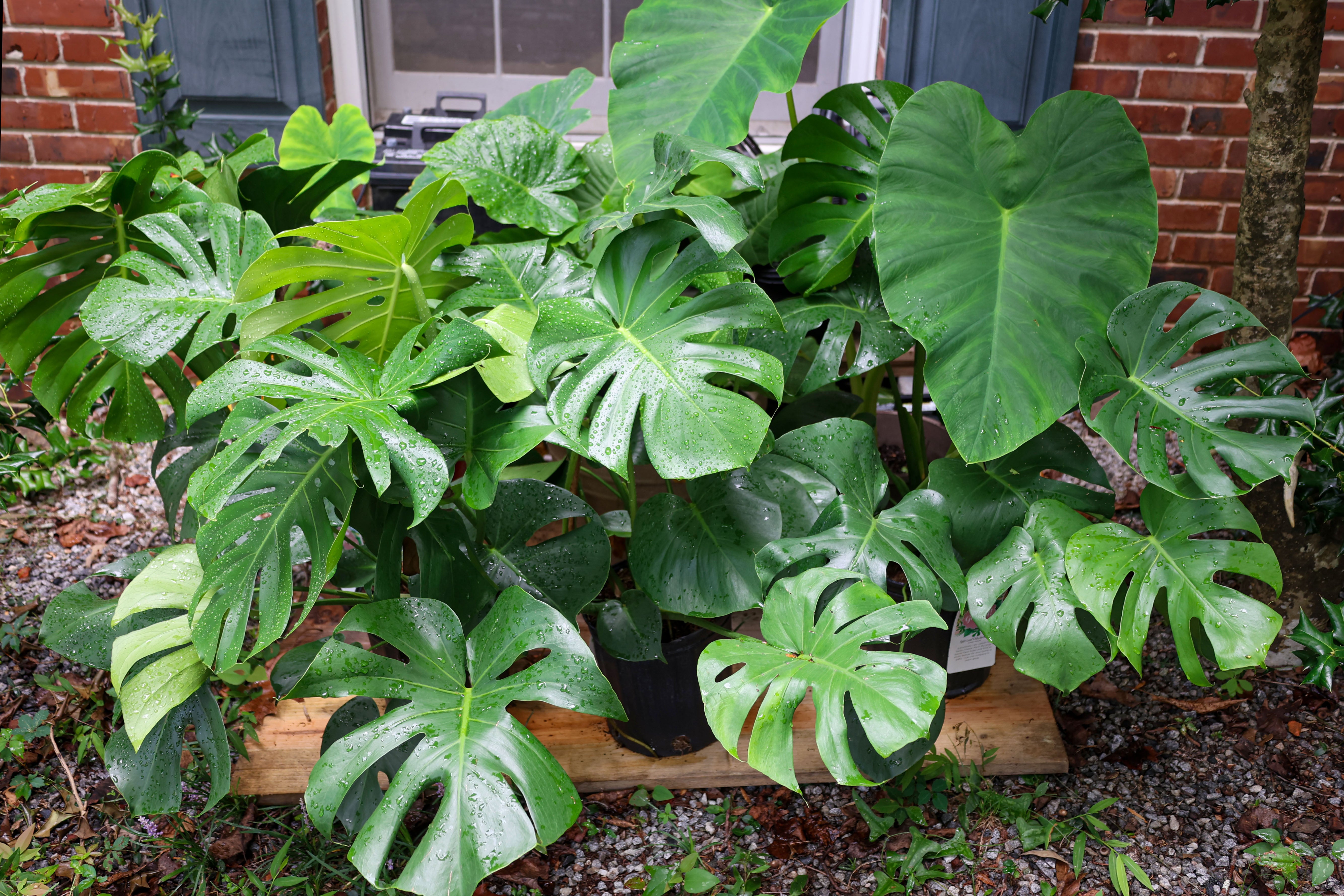 Monstera deliciosa – Black Rose Florist / Nursery LLC
