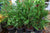 Leyland Cypress