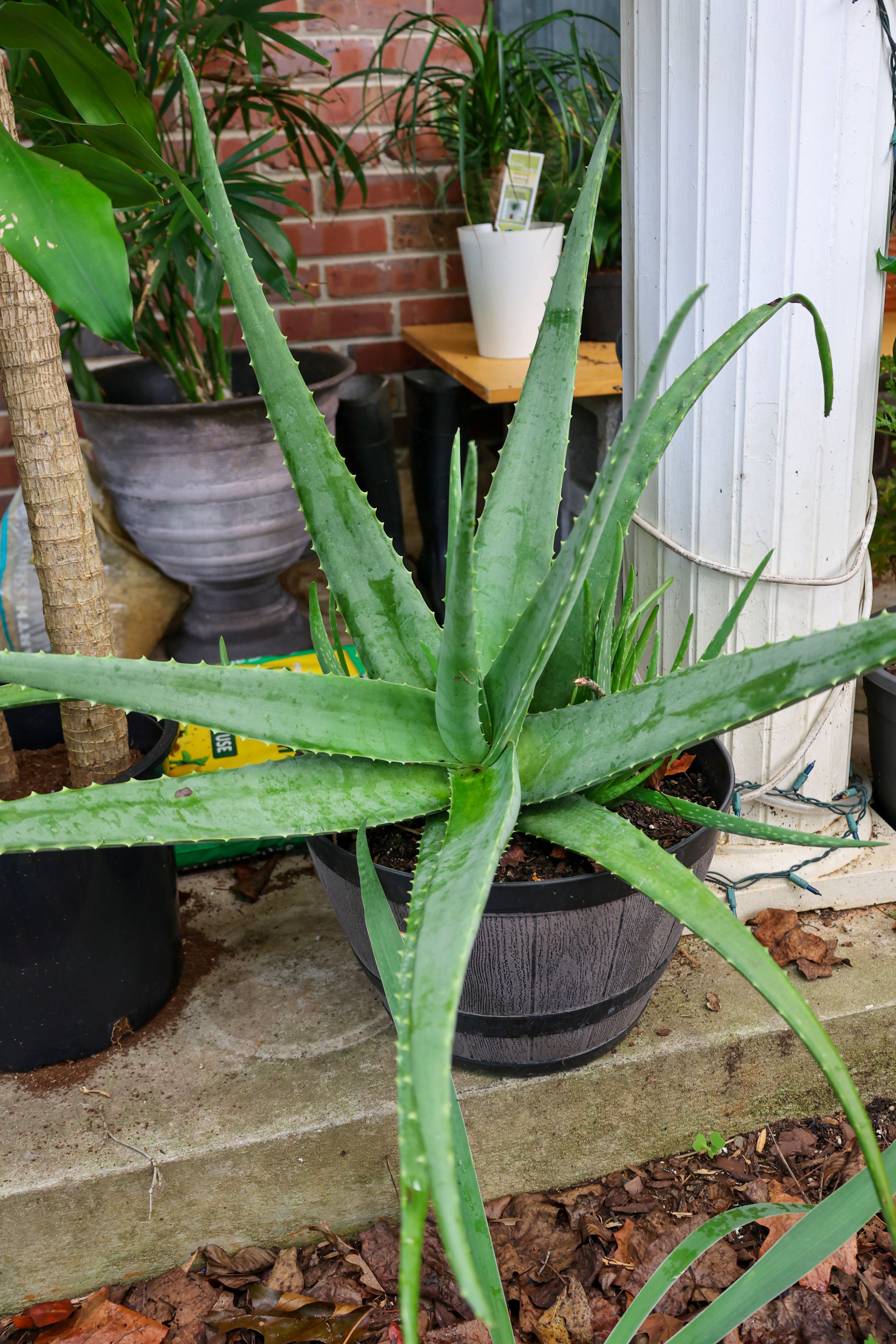 aloe vera plant edible Aloe vera plants – Black Rose Florist / Nursery LLC