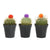 Moon Cactus