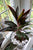 Cordyline Fruiticosa