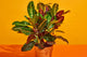 Croton (Codiaeum) Plant