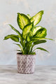 Dumb Cane (Dieffenbachia)