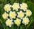 Daffodil (Ice King)