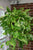 Pothos
