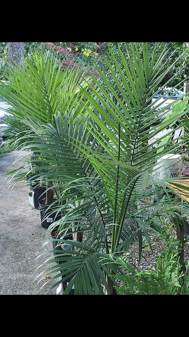 majesty palm plants for sale Majesty Palms – Black Rose Florist / Nursery LLC