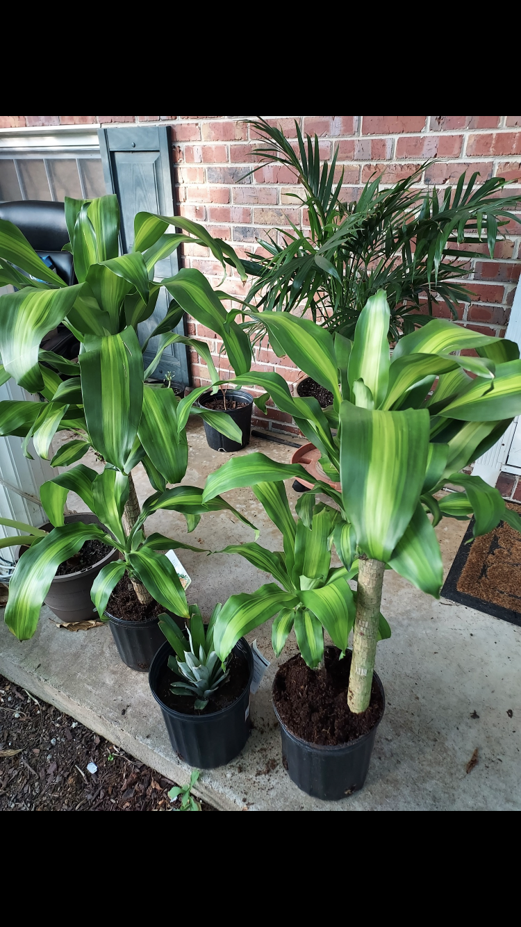 mass cane pothos Mass Cane Plant – Black Rose Florist / Nursery LLC