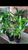 Mass Cane Plant