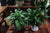 Peace Lilies
