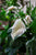 Peace Lilies