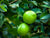 Persian Lime Tree