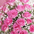 Roses by the dozen