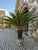 Sago Palm
