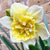 Daffodil (Ice King)