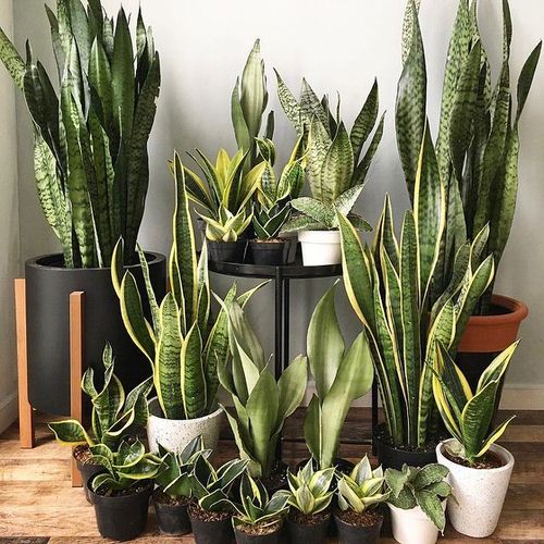 dracaena trifasciata indoor Snake Plant (Dracaena Trifasciata) – Black Rose Florist / Nursery LLC