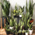 Snake Plant (Dracaena Trifasciata)
