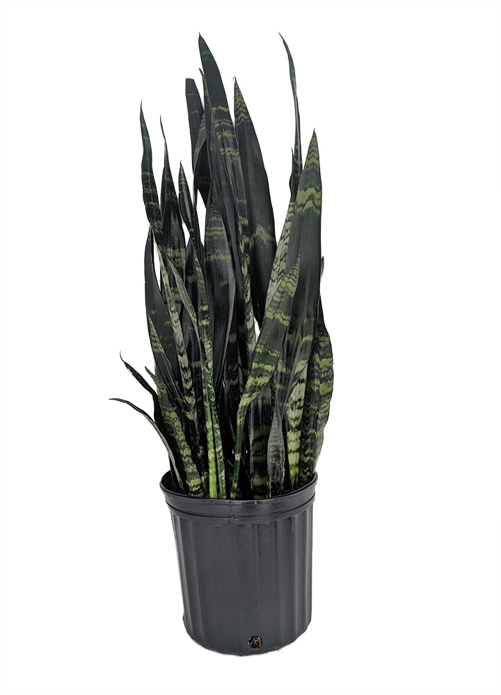 large snake black coral plant Black Coral Snake Plant - Sanseveria