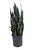 Black Coral Snake Plant