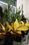 Dracaena Trifasciata Plant (Snake plant or Mother in law tongue)