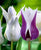 Tulip Claudia