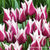 Tulip Claudia
