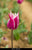 Tulip Claudia