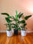 Strelitzia nicolai (White Bird of Paradise_