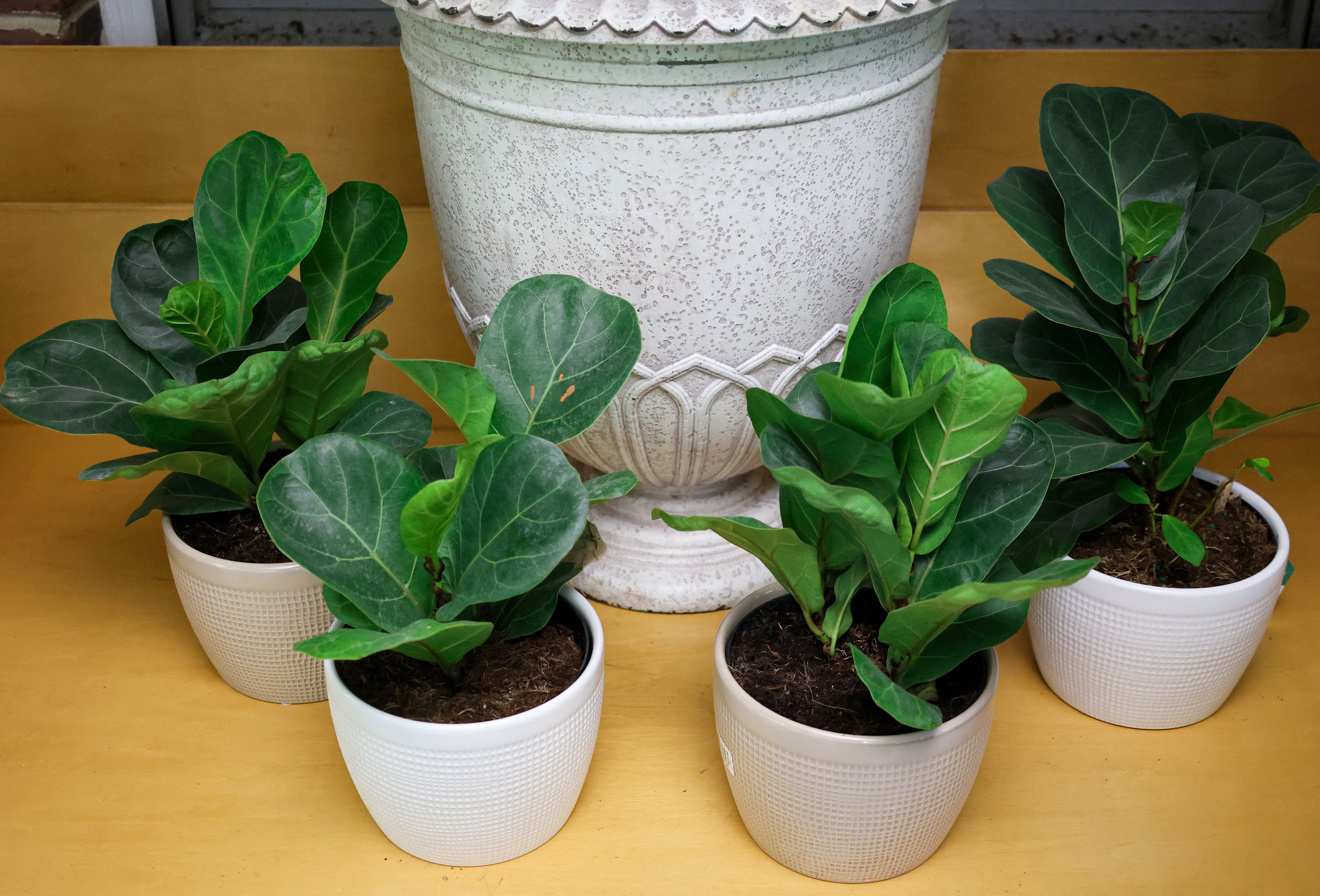 young fiddle leaf fig Young Fiddleleaf Fig Tree
