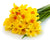Daffodil Bulbs (Trumpet & Cups Mix)