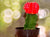 Moon Cactus