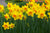 Daffodil Bulbs (Trumpet & Cups Mix)