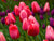 Tulip Bulbs Long-Stemmed Mix