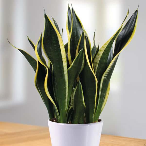 dracaena trifasciata buy Snake Plant (Dracaena Trifasciata) – Black Rose Florist / Nursery LLC