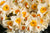 Daffodil Bulbs (Trumpet & Cups Mix)